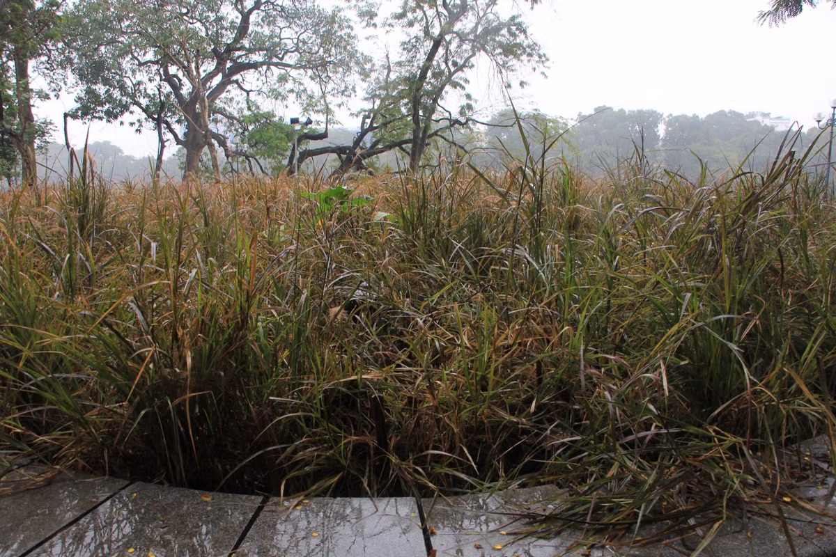 Thời tiết mưa kéo dài càng làm cỏ dại phát triển nhanh.