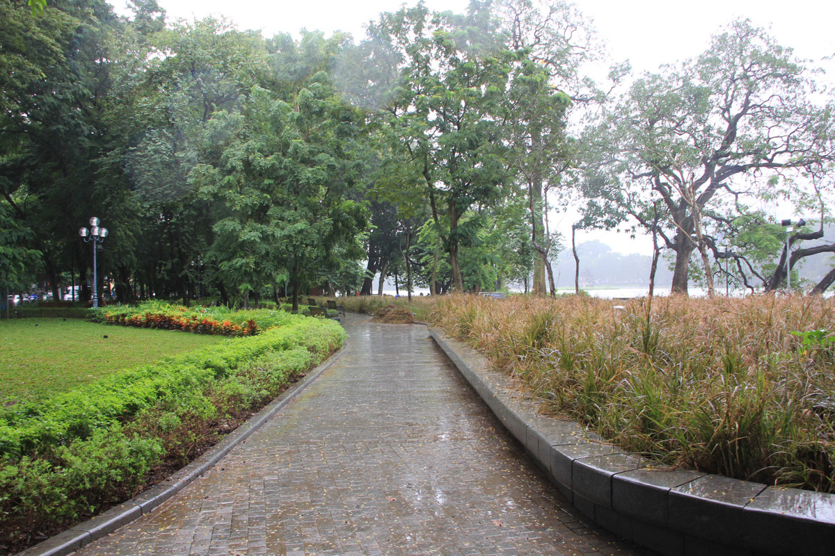 Hàng dài cỏ dại chết héo.