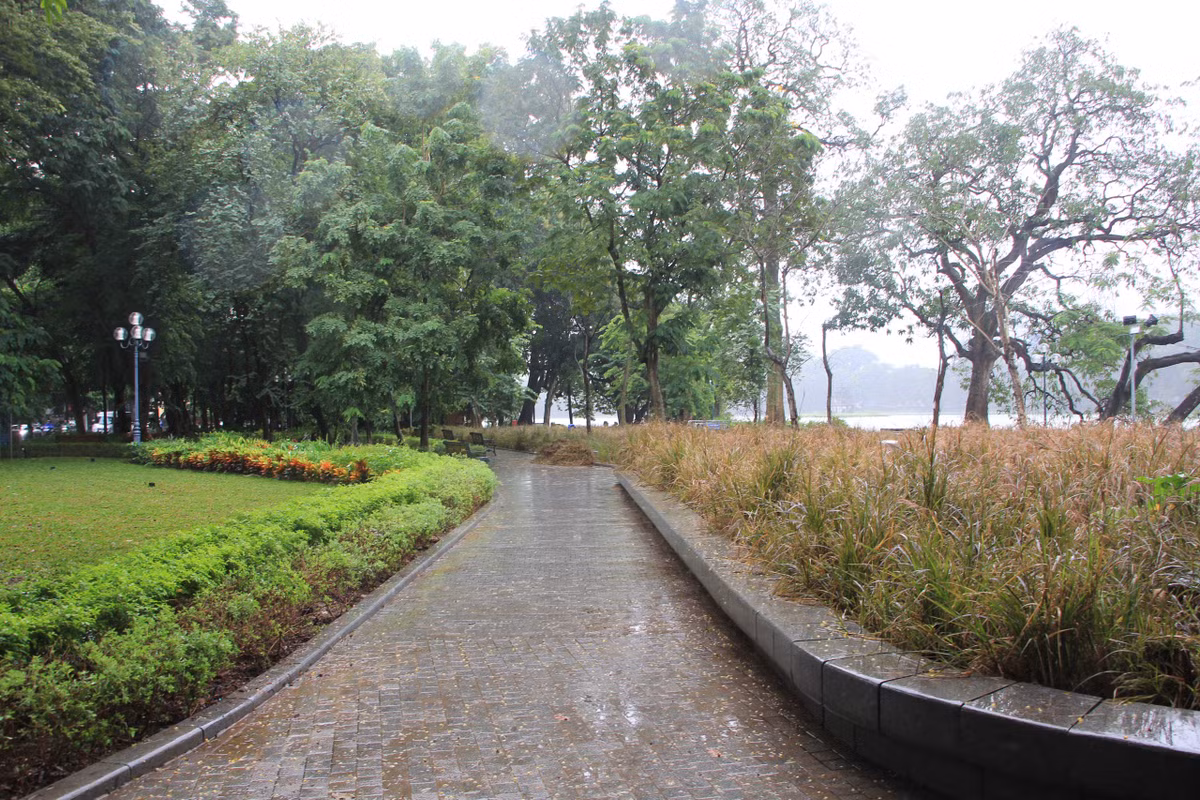 Hàng dài cỏ dại chết héo.