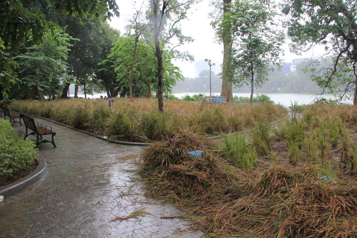 Những đám cỏ héo đang được cắt dọn được chất đống, không di chuyển gây mất mỹ quan điểm du lịch hồ Gươm.