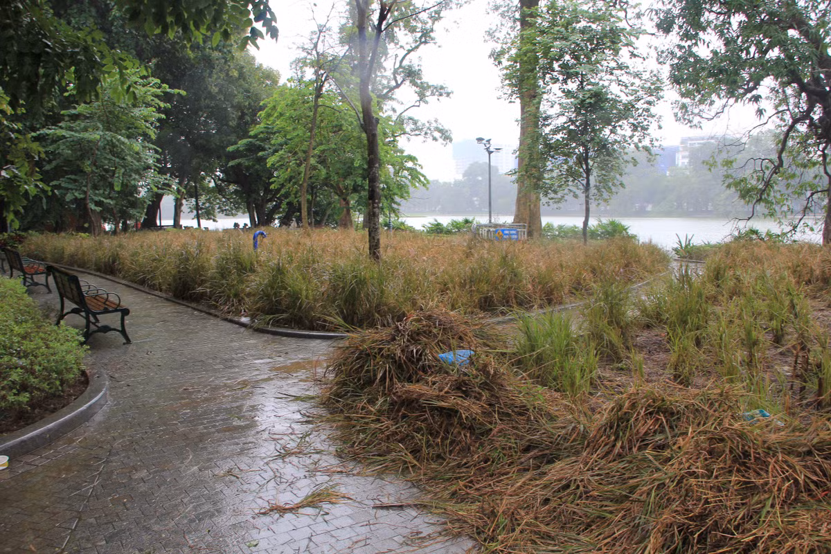 Những đám cỏ héo đang được cắt dọn được chất đống, không di chuyển gây mất mỹ quan điểm du lịch hồ Gươm.