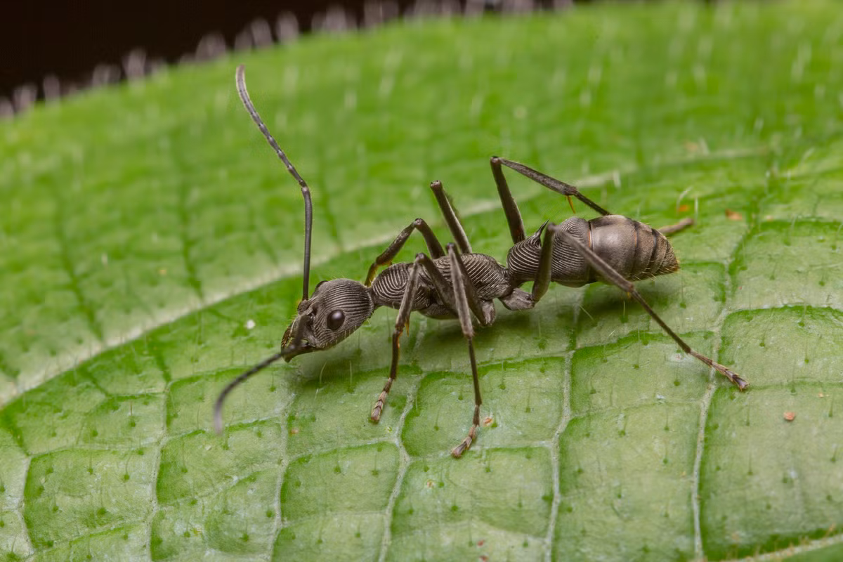 Mỗi ngày, chủ nuôi chỉ cần bỏ ra khoảng 5 - 10 phút để chăm sóc một tổ kiến dòng Diacamma. Những con kiến ăn rất ít và thức ăn cũng rất đơn giản, chủ yếu là nước đường, con dế hoặc sâu nhỏ. Do đó, người nuôi không mất nhiều thời gian cho việc chăm sóc chúng.