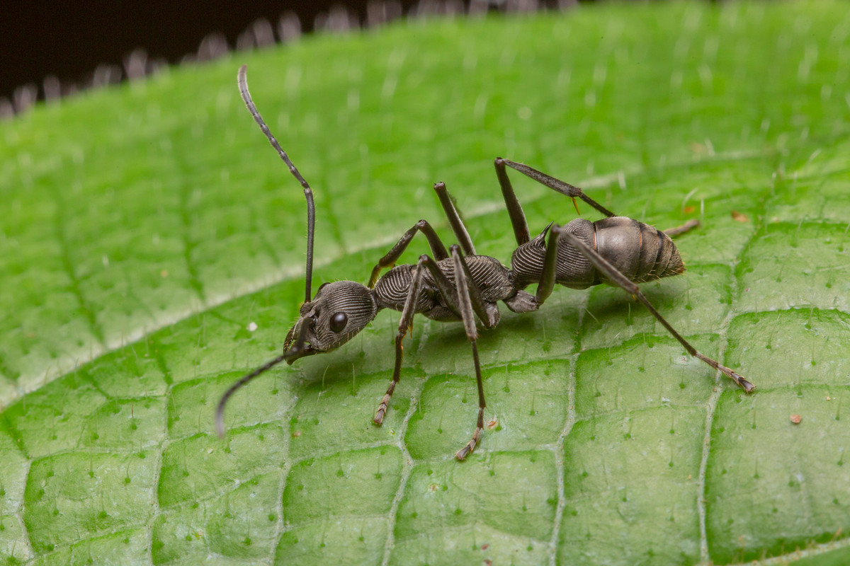 Mỗi ngày, chủ nuôi chỉ cần bỏ ra khoảng 5 - 10 phút để chăm sóc một tổ kiến dòng Diacamma. Những con kiến ăn rất ít và thức ăn cũng rất đơn giản, chủ yếu là nước đường, con dế hoặc sâu nhỏ. Do đó, người nuôi không mất nhiều thời gian cho việc chăm sóc chúng.