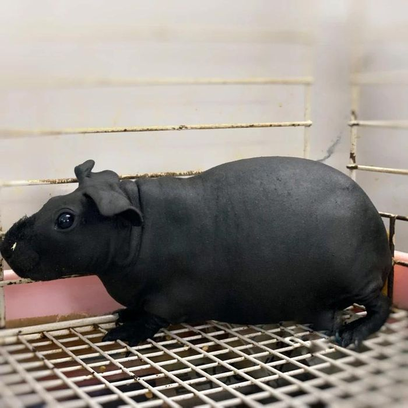 "Hà mã" mini là một trong những thú cưng lạ khiến nhiều người dân ở các nước, trong đó có Việt Nam "phát cuồng". Còn được gọi là chuột lang, "hà mã" mini có tên khoa học là Skinny Pig, gần như không có lông trên khắp cơ thể, ngoại trừ vùng miệng và một ít ở chân.