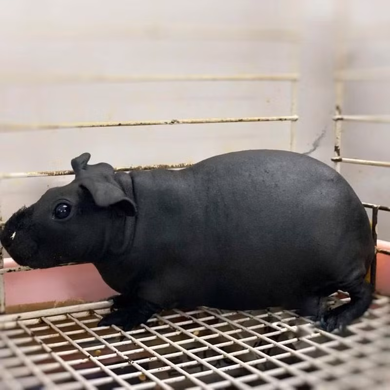 "Hà mã" mini là một trong những thú cưng lạ khiến nhiều người dân ở các nước, trong đó có Việt Nam "phát cuồng". Còn được gọi là chuột lang, "hà mã" mini có tên khoa học là Skinny Pig, gần như không có lông trên khắp cơ thể, ngoại trừ vùng miệng và một ít ở chân.