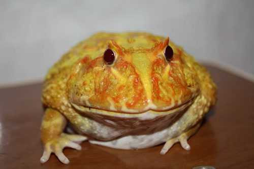 Ếch “ngoài hành tinh” còn có tên gọi khoa học là ếch Pacman (Ceratophrys ornata), có nguồn gốc từ Nam Mỹ. Giới trẻ ở nhiều nước, bao gồm Việt Nam yêu thích loài ếch này nên không ngần ngại bỏ ra khoảng 500.000 - 5 triệu đồng để mua một con về nuôi.