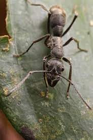 Ưu điểm nổi bật của kiến cảnh thuộc dòng Diacamma là không mùi, sinh hoạt đơn giản, dễ tăng trưởng, hiền lành, không cắn người.