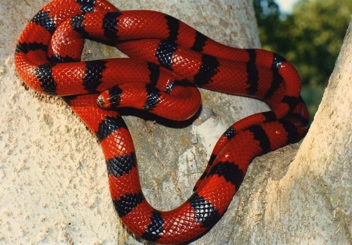 Tên khoa học là Lampropeltis triangulum hondurensis, rắn sữa Honduras có màu sắc đỏ - đen ấn tượng như một cách bắt chước vẻ ngoài của các loài rắn độc nhằm khiến kẻ thù sợ hãi.