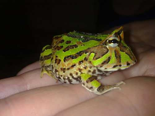 Với vẻ ngoài mập mạp, thân thiện và màu sắc nổi bật như: xanh lá, xanh lam, vàng, cam, đỏ…, ếch Pacman càng nhiều màu, màu càng đẹp hoặc đột biến, trọng lượng càng lớn thì giá thành càng cao.