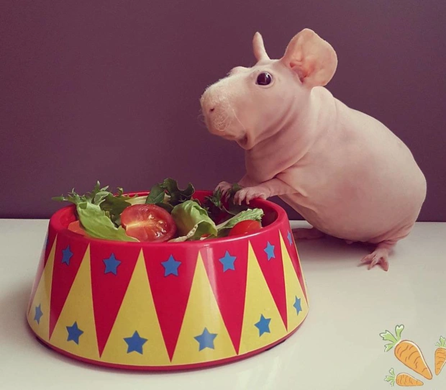 Do trụi lông nên "hà mã" mini cực kì nhạy cảm với ánh nắng mặt trời. Vậy nên, người nuôi thường bôi kem chống nắng cho chúng để tránh bị khô da. Thêm nữa, chúng cũng có nhiều màu sắc khác nhau như đen, hồng, trắng... Giá mỗi con chuột lang trụi lông này khoảng 1 - 2 triệu.