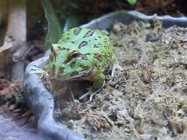 Ếch Pacman chủ yếu sống trên cạn. Khi trưởng thành, mỗi cá thể có thể đạt kích thước trung bình khoảng 13 cm và tuổi thọ từ 7 - 15 năm.