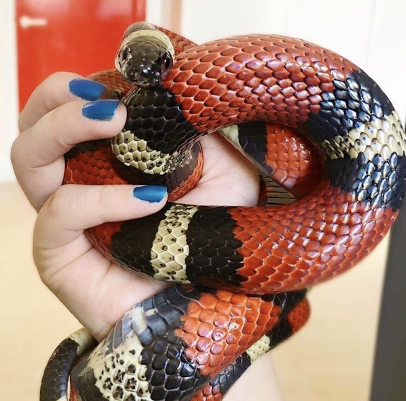 Nhiều người yêu động vật có sở thích nuôi rắn sữa Honduras làm thú cưng. Loài rắn này có ngoại hình nổi bật, thân thiện với con người và dễ nuôi. Chúng chủ yếu phân bố ở Honduras và Nicaragua. Trong thời gian qua, loài rắn này được nhiều người dân Việt Nam và các nước trên thế giới yêu thích nên mua về nuôi.