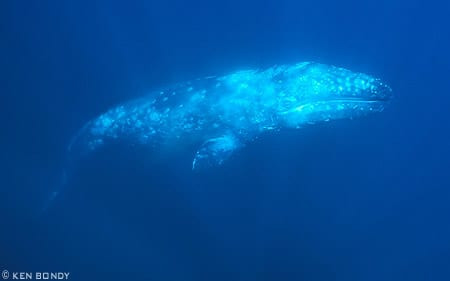 Theo nhóm nghiên cứu, băng biển chứa một thảm tảo ở mặt dưới, chúng phân hủy và rải thức ăn xuống đáy biển cho những sinh vật sống ở đáy, bao gồm cả loài giáp xác - thức ăn ưa thích của cá voi xám.