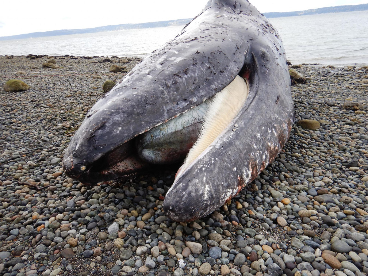 Mới đây, các nhà khoa học tại Viện Động vật biển có vú của Đại học Bang Oregon, Mỹ cho biết có bằng chứng chắc chắn cho thấy việc cá voi xám chết nhiều trong thời gian qua có liên quan trực tiếp đến băng tan ở Bắc Cực.