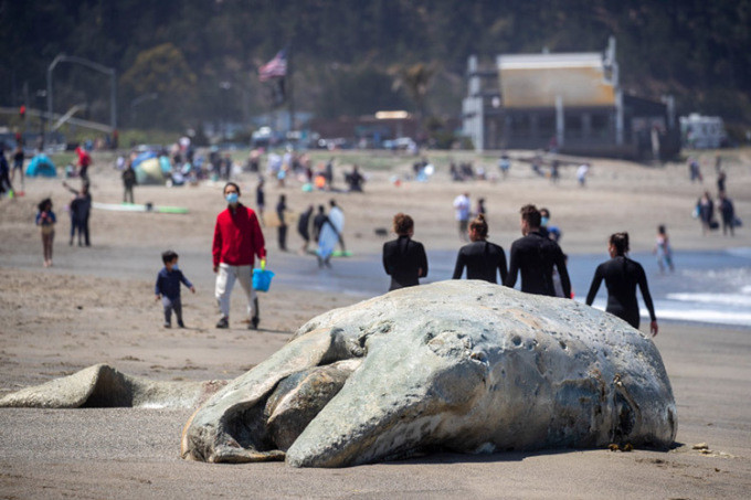 Theo Cơ quan Khí quyển và Đại dương Quốc gia Mỹ (NOAA), hàng nghìn con cá voi xám (Eschrichtius Robustus) chết dạt vào bờ biển Bắc Mỹ từ những năm 1980 đến nay là bất thường và cần phản ứng ngay lập tức.