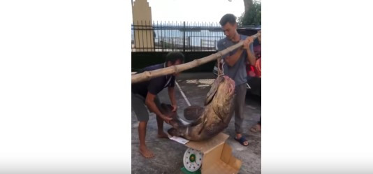 Sau đó, nhóm ngư dân mang con cá song hoàng đế "khủng" trên vào Mũi Ngọc bán. Người dân cho biết với trọng lượng gần 60 kg, giá bán tại bè khoảng 600.000/kg nên con cá khủng có giá khoảng 36 triệu đồng.