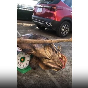 Do cá song vang sinh sống tự nhiên ngoài biển nên rất hiếm và không dễ đánh bắt.