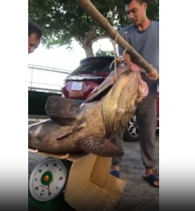 Theo một số ngư dân và chủ nhà hàng, cá song vang thường sinh sống ngoài khơi gần các đảo lớn như Hoàng Sa, Trường Sa và Song Tử Tây của Việt Nam.