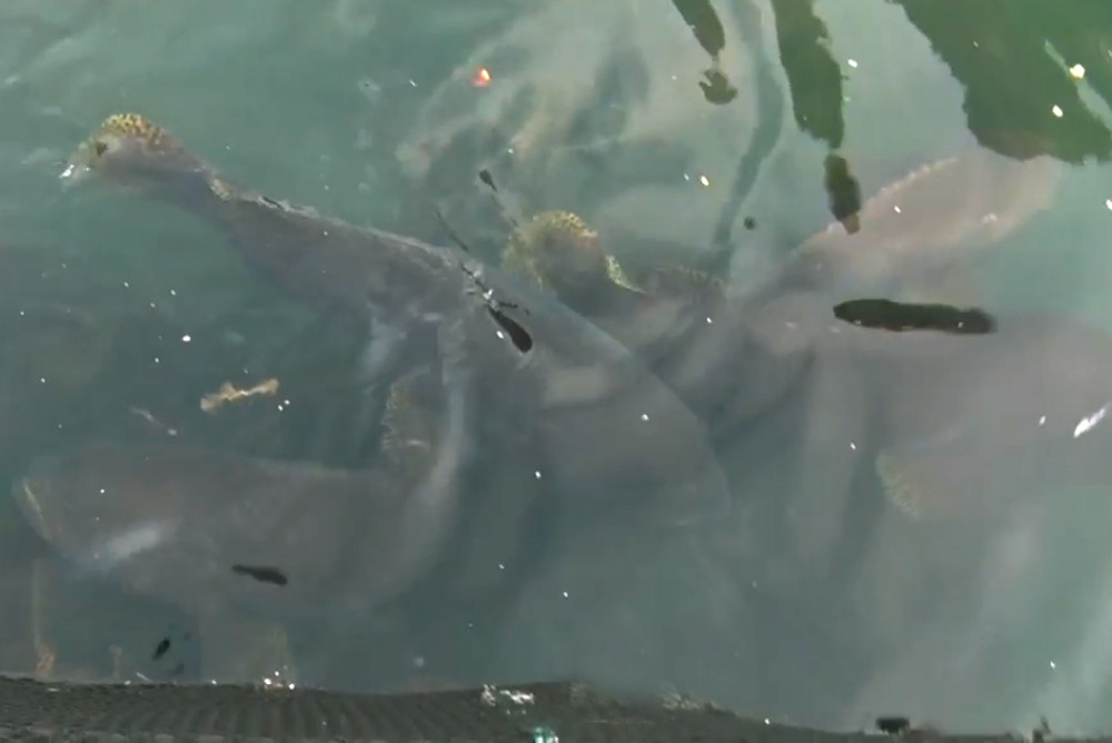 Cá song vang thường nặng từ 20 - 150 kg. Giá bán dao động từ 900.000 - 1.500.000 đồng/kg, tùy theo mùa và cân nặng.