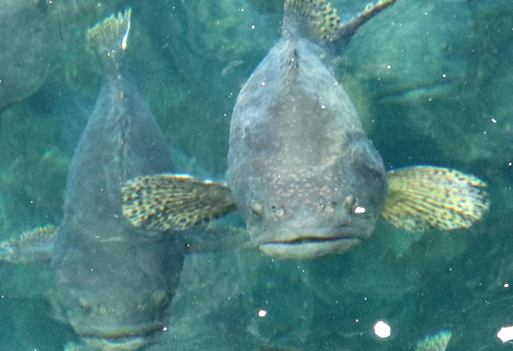 Cá song hoàng đế càng to thì giá sẽ càng cao vì chất lượng thịt cá sẽ ngon hơn.