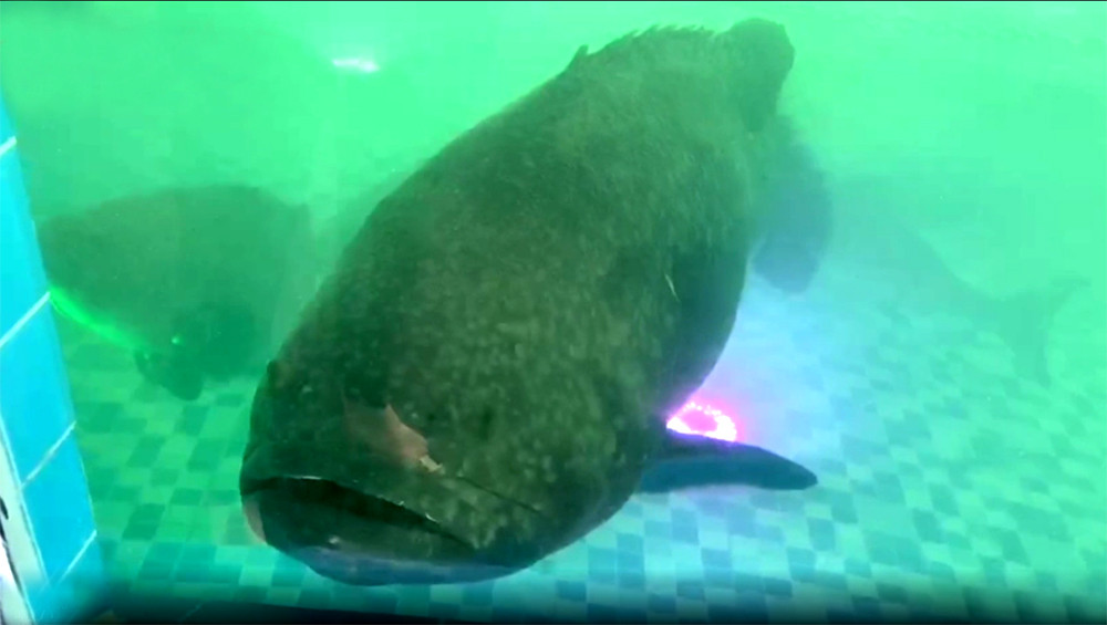 Thịt của cá song vang có màu trắng, ngon và có mùi thơm đặc biệt. Thực khách muốn thưởng thức cá song hoàng đế thường phải đặt trước khá lâu tại các cơ sở kinh doanh như nhà hàng, quán ăn hay ngư dân.