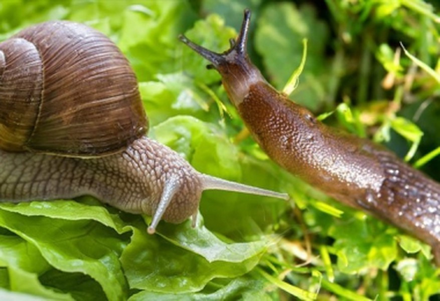 Ốc sên có thể cảm nhận được mùi của thức ăn ở khoảng cách vài mét và điều hướng một cách chính xác đến nơi đó