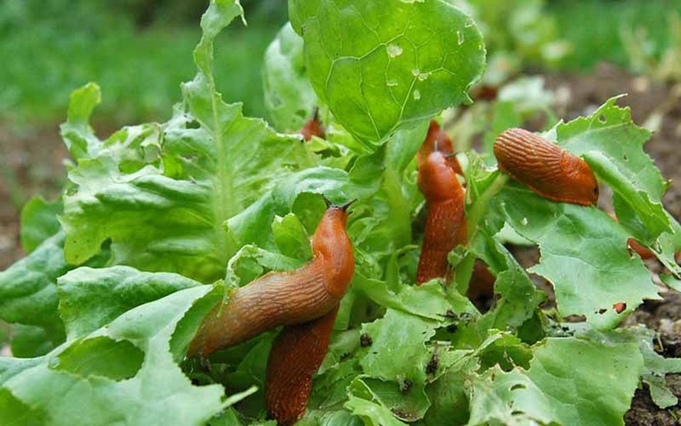 Mặc dù không phải cắn xé thịt nhưng ốc sên lại sở hữu số lượng răng khổng lồ