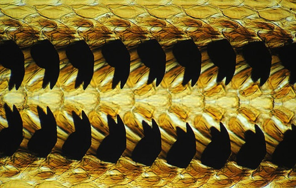 Răng của ốc sên không cứng, mà đó là những chiếc gai mềm. Những chiếc gai này xếp thành dải dài bên trong một khoang gọi là radula và hoạt động như một chiếc cưa tròn