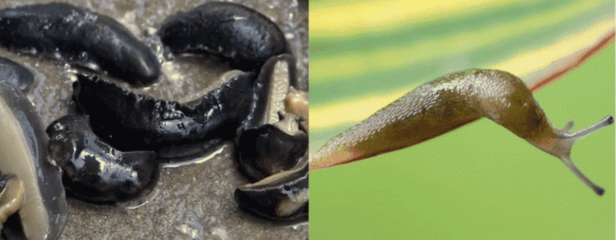 Ốc sên là loài sinh sản lưỡng tính, chúng đẻ trứng và có thể tự thụ tinh cho trứng.