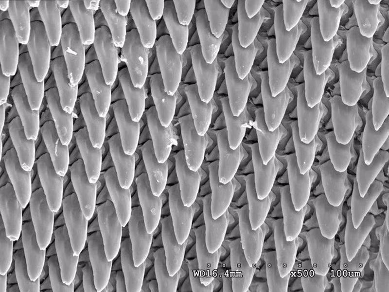 Hàng nghìn chiếc răng được xếp thành dãy, khi một hàm răng bị mòn, các hàm phía sau sẽ được đẩy dần lên phía trước trong vòng 4 đến 6 tuần