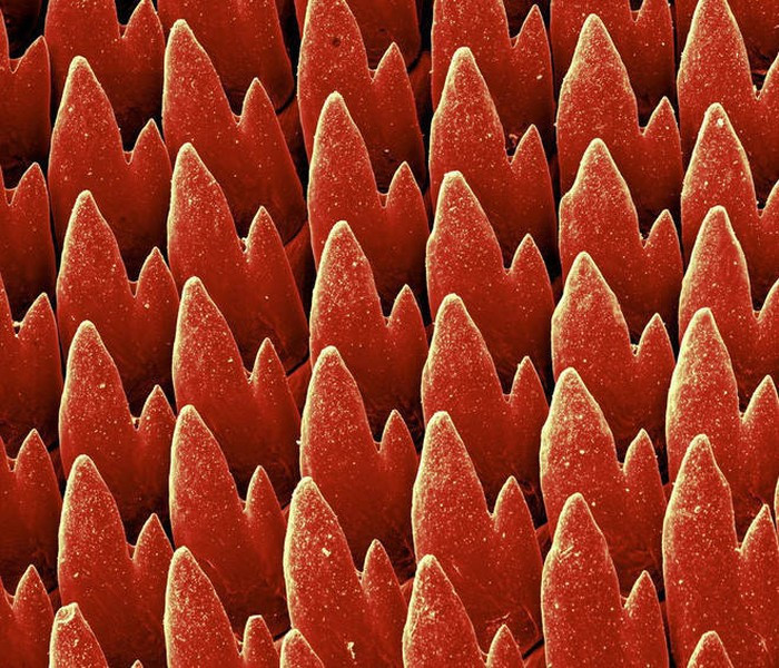 Tùy vào đặc tính sinh học của từng loài mà những chiếc răng lại có hình dáng, cấu tạo và số lượng khác nhau