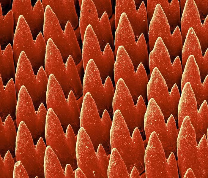 Tùy vào đặc tính sinh học của từng loài mà những chiếc răng lại có hình dáng, cấu tạo và số lượng khác nhau