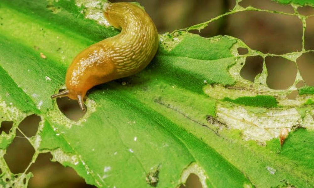 Thức ăn chủ yếu là lá cây, côn trùng nhỏ và mùn bã hữu cơ