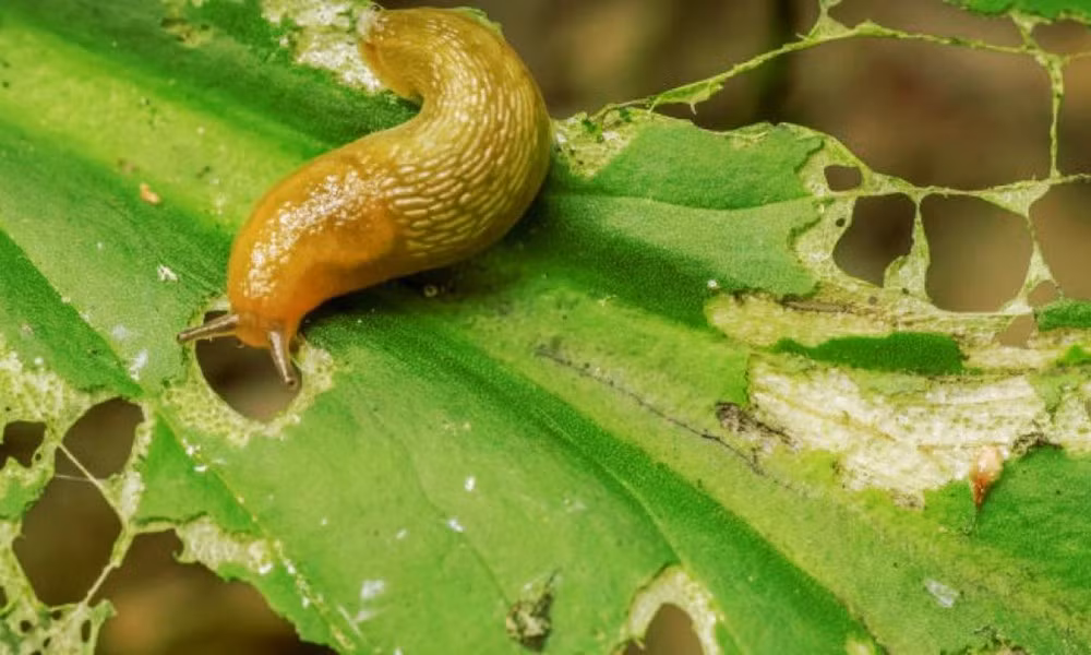 Thức ăn chủ yếu là lá cây, côn trùng nhỏ và mùn bã hữu cơ