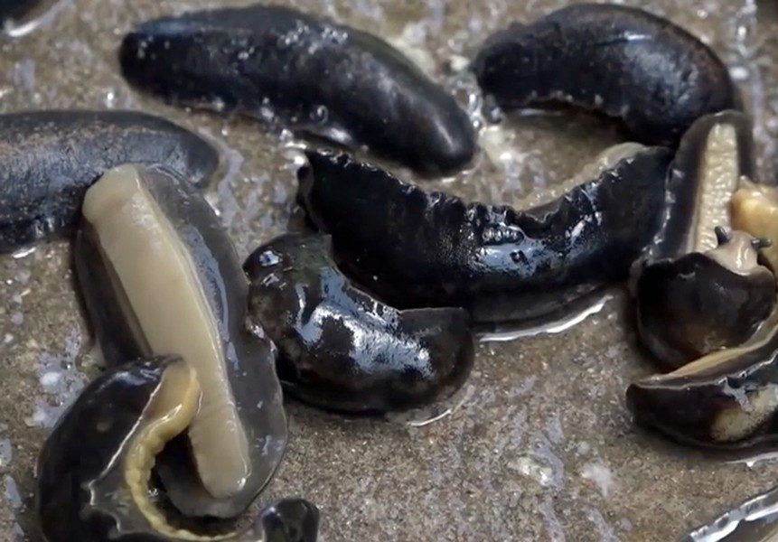 Ốc sên là loài động vật có vỏ, thân mềm sống cả trên cạn và dưới nước