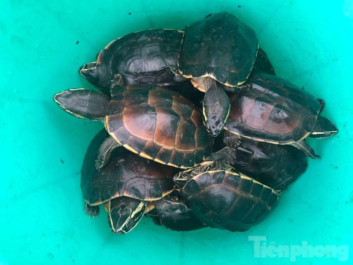 Vào ngày 6/10, Cơ quan Cảnh sát điều tra Công an huyện U Minh Thượng (Kiên Giang) cho biết đang khẩn trương tiến hành xác minh và trưng cầu giám định mẫu vật để xử lý hành vi vi phạm quy định về bảo vệ động vật nguy cấp, quý hiếm của Nguyễn Văn Thống (53 tuổi, ngụ xã An Minh Bắc, huyện U Minh Thượng). Người này đã đặt lú bắt 41 cá thể rùa quý hiếm khu bảo tồn Vườn quốc gia U Minh Thượng.