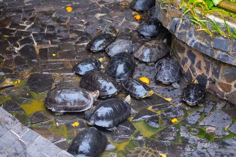 Rùa ba gờ và rùa hộp lưng đen đều thuộc loài động vật quý, hiếm nên được bảo vệ nghiêm ngặt. Theo Nghị định 06/2019/NĐ-CP quy định, mọi hành vi tàng trữ, nuôi nhốt, buôn bán các loại rùa không có đầy đủ giấy tờ chứng minh nguồn gốc hợp pháp và đăng ký theo quy định là hành vi vi phạm pháp luật, có thể bị xử phạt vi phạm hành chính lên đến 300 triệu đồng hoặc xử lý hình sự lên đến 12 năm tù.
