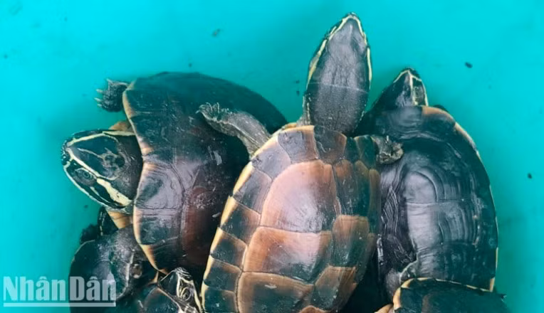 Trước đó, vào rạng sáng ngày 5/10, lực lượng CSGT và Cảnh sát hình sự Công an huyện U Minh Thượng phát hiện Nguyễn Văn Thống (53 tuổi, ngụ xã An Minh Bắc, huyện U Minh Thượng) điều khiển xe máy mang biển số 68L1-213.xx từ hướng xã Minh Thuận về xã An Minh Bắc, trên xe chở theo túi nilon có dấu hiệu khả nghi trong lúc tuần tra trên đường tỉnh 965 nên ra hiệu dừng xe kiểm tra. Ảnh: Báo Nhân dân.