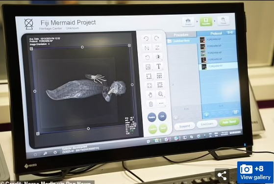 Theo bác sĩ Joseph, "nàng tiên cá Fiji" có đầu và thân của một con khỉ trong khi bàn tay dường như thuộc về một loài lưỡng cư giống như cá sấu hoặc thằn lằn. Cuối cùng, đuôi của "nàng tiên cá Fiji" là của một con cá nhưng chưa thể xác định là loài cá nào.