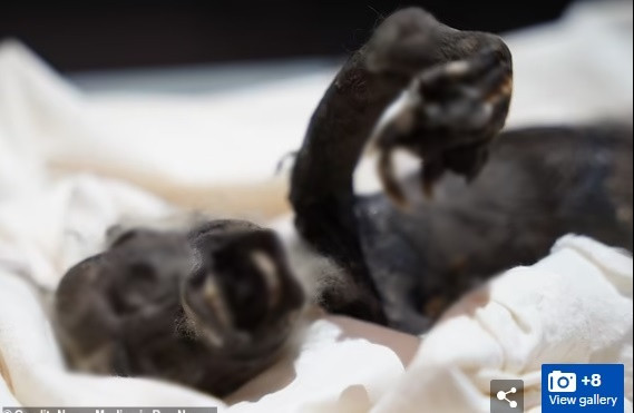 Joseph Cress, bác sĩ X quang tại Đại học Bắc Kentucky, cho biết: “Có vẻ như sinh vật này được tạo thành từ ít nhất 3 loài khác nhau".