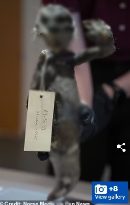 Trong suốt nhiều năm, xác ướp "nàng tiên cá Fiji" khiến nhiều người giật mình, thậm chí sợ hãi khi sinh vật này có gương mặt nhăn nhó, hàm răng kỳ lạ, có móng vuốt và nửa thân dưới giống cá. Toàn thân sinh vật này có màu xám.