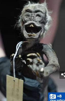 Mới đây, các chuyên gia chụp X-quang và chụp CT xác ướp "nàng tiên cá Fiji" nhằm giải mã bí ẩn về sinh vật kỳ dị này.