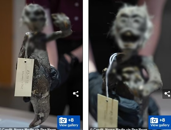 Từ xa xưa, người dân ở Nhật Bản lưu truyền các truyền thuyết kể về việc người nào ăn thịt nàng tiên cá sẽ đạt được sự bất tử.