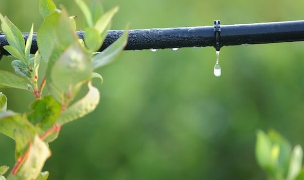 Ông Simcha Blass và con trai Yeshayana Blass đã phát minh ra hệ thống tưới nhỏ giọt Netafim giúp tạo ra sự thay đổi lớn trong lĩnh vực nông nghiệp.
