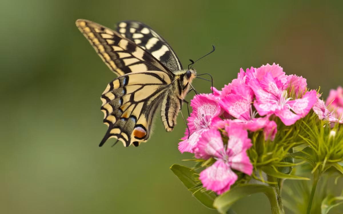 Nguoi co ngay sinh AL ket thuc bang con so nay cang gia cang giau