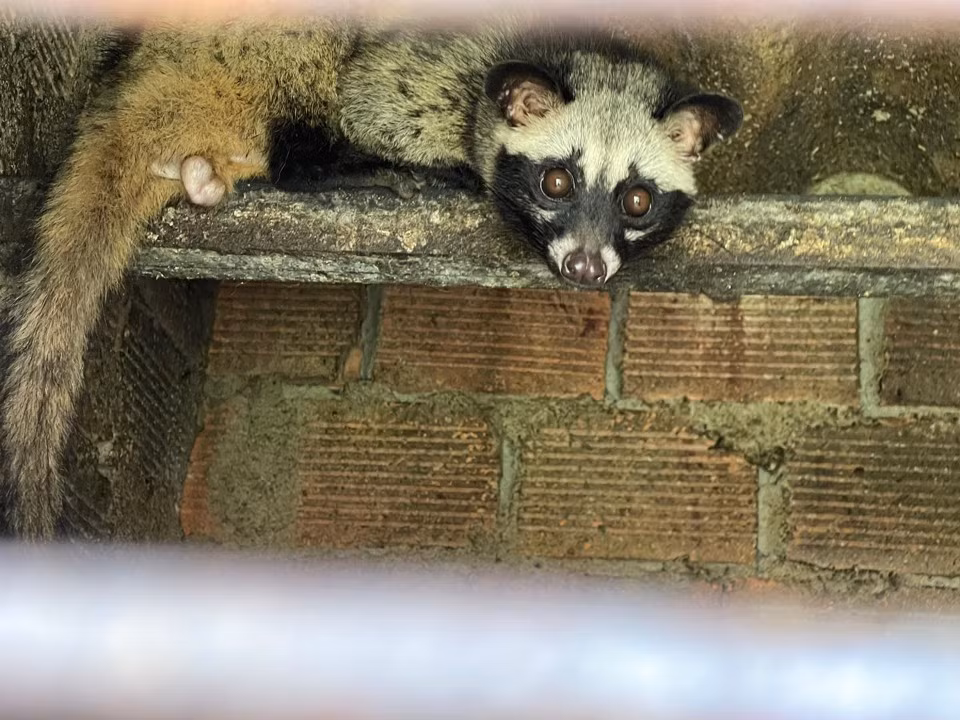 Cầy vòi hương có tên khoa học là Paradoxurus hermaphroditus. Loài này thuộc nhóm IIB, là động vật nguy cấp, quý hiếm, cần bảo vệ.