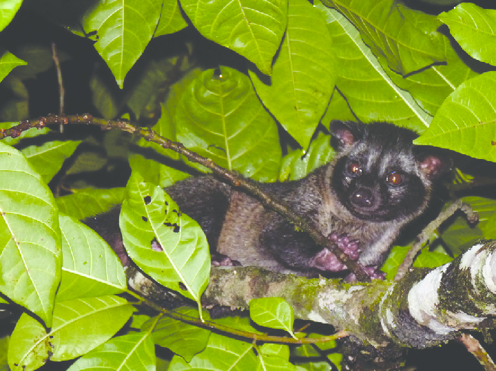 Loài cầy vòi hương sinh sản từ 12 - 15 tháng tuổi. Mỗi năm sinh sản 2 lần và mỗi lần chúng đẻ từ 2 - 4 con.