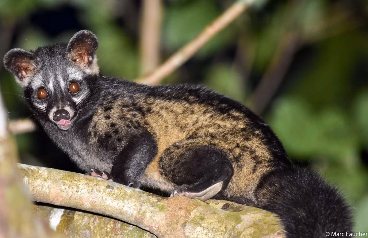 Khi trưởng thành, mỗi cá thể cầy vòi hương nặng trung bình khoảng 3 - 5 kg, chiều dài thân 48 - 70 cm.