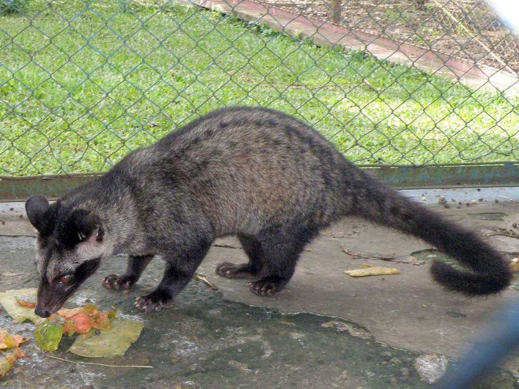 Giá thương phẩm cầy vòi hương khoảng 1,7 - 1,9 triệu đồng/kg. Trong khi đó, giá con giống từ 8 - 10 triệu/cặp tùy theo tháng tuổi.