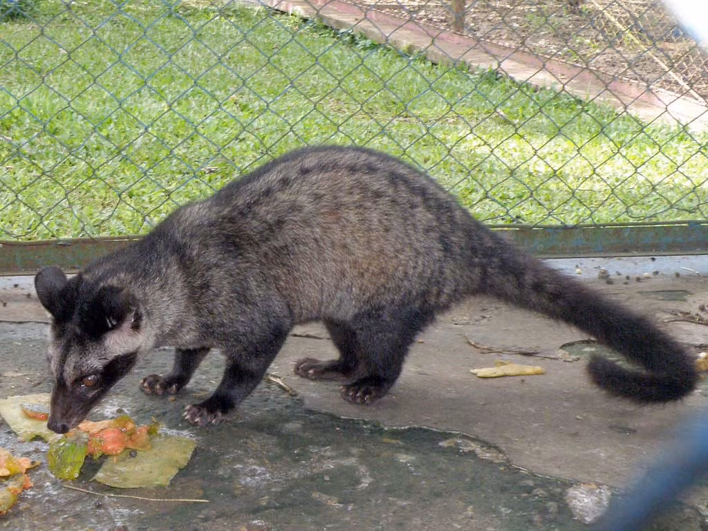 Giá thương phẩm cầy vòi hương khoảng 1,7 - 1,9 triệu đồng/kg. Trong khi đó, giá con giống từ 8 - 10 triệu/cặp tùy theo tháng tuổi.